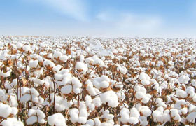 能源化工：形势喜人！8-11月我国棉花进口持续大幅增长